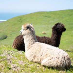 Alpaca Picnic Adventure in the Maremma Countryside